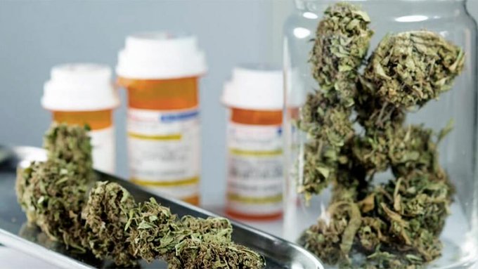 ANUNCIAN UNA “NUEVA ERA EN LA PRODUCCIÓN DEL CANNABIS”