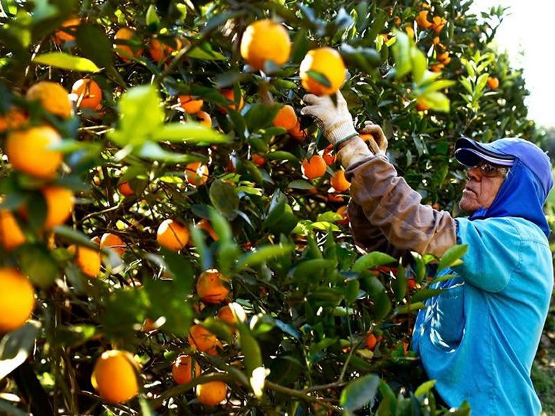 EL SECTOR FRUTIHORTÍCOLA ASEGURA QUE ESTÁ ESPERANDO QUE EL GOBIERNO LOS CONVOQUE