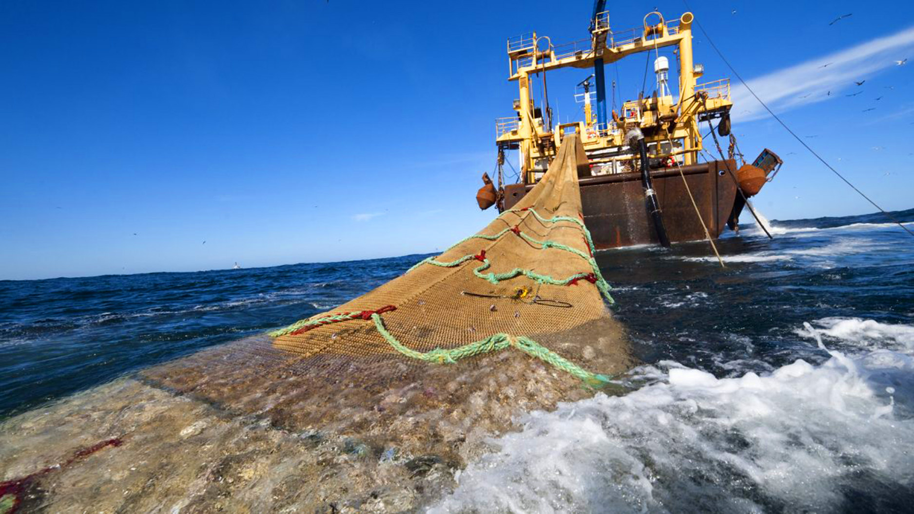 RECHAZO DE ORGANIZACIONES AMBIENTALES A LAS MODIFICACIONES EN LA LEY DE PESCA