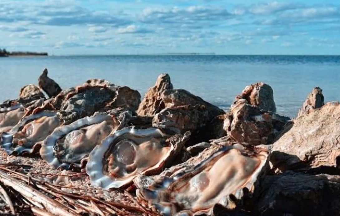 DESTACAN LA FIESTA PROVINCIAL DE LA OSTRA