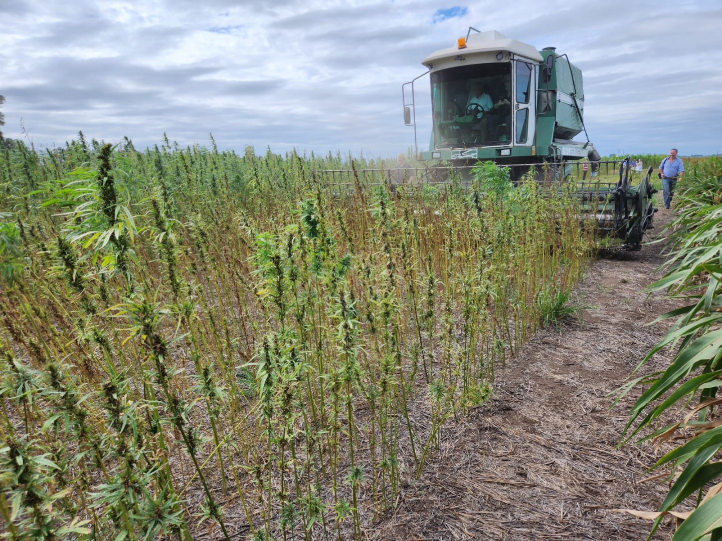 REALZAN LA COSECHA DEL CÁÑAMO INDUSTRIAL TRAS 50 AÑOS