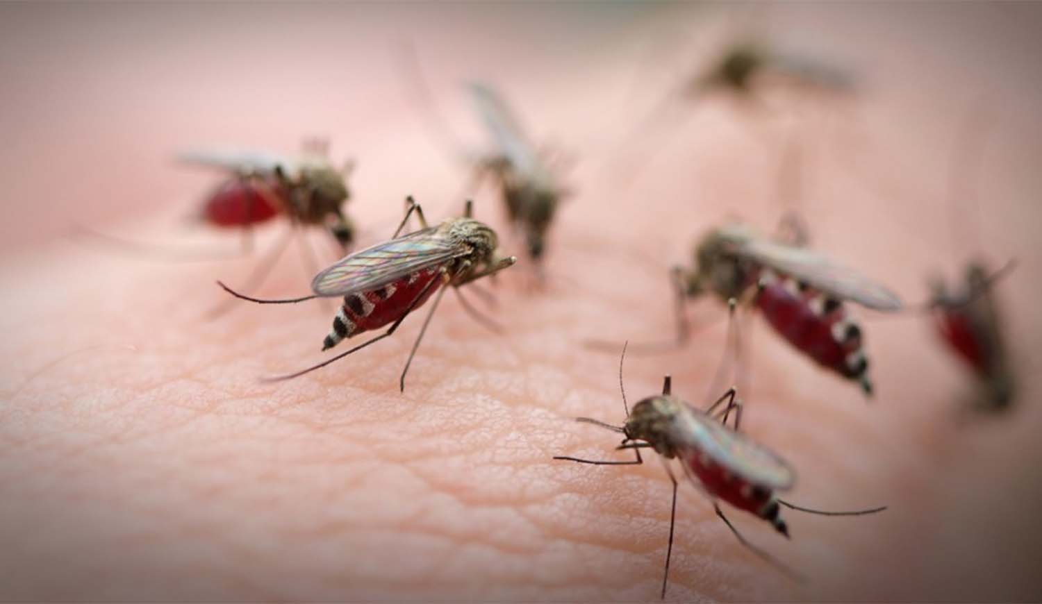 ADVIERTEN QUE PODRÍA DURAR 20 DÍAS MÁS LA INVASIÓN DE MOSQUITOS