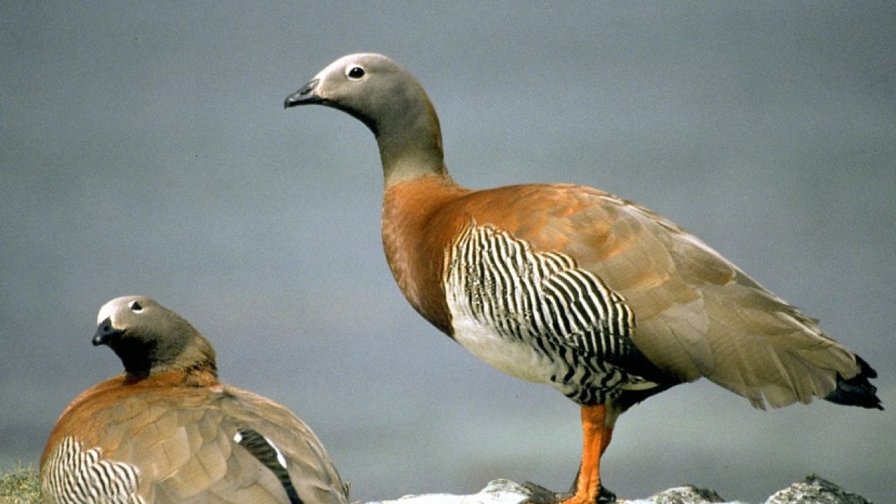 DANIEL MAC LEAN: “EL CAUQUÉN ESTÁ AL BORDE DE LA EXTINCIÓN”