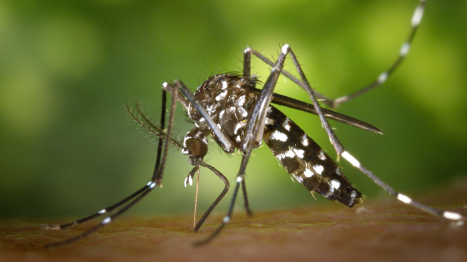 CREAN UN REPELENTE QUE ACTÚA SOBRE EL GUSTO DE LOS MOSQUITOS