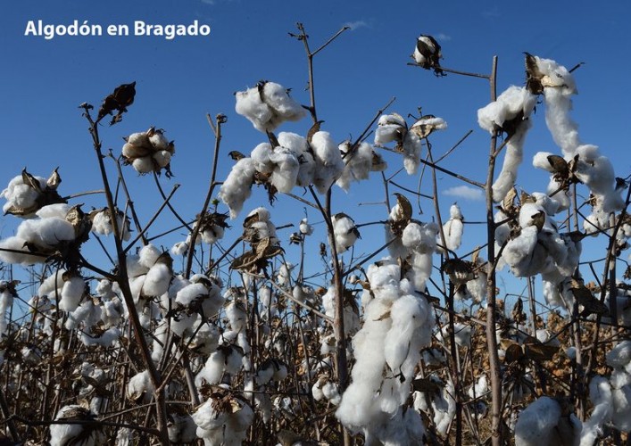 EL ALGODÓN LLEGÓ A LA PROVINCIA PARA QUEDARSE