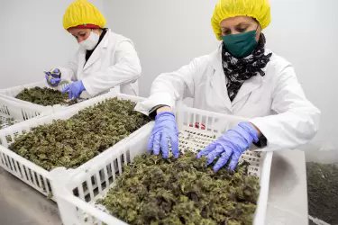 “SE NECESITA CIERTA LICENCIA SOCIAL” PARA PRODUCIR ACEITE DE CANNABIS
