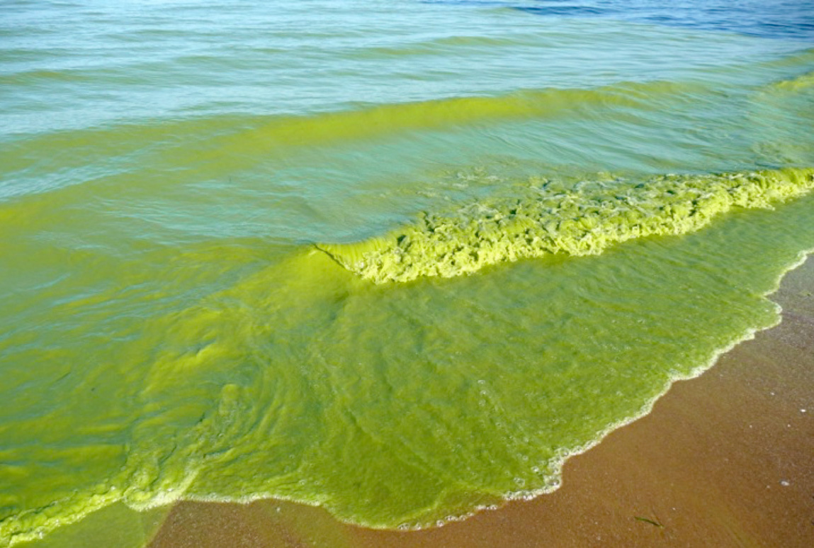 SON “POTENCIALMENTE TOXICAS” LAS “ALGAS ESMERALDAS DEL RÍO DE LA PLATA”