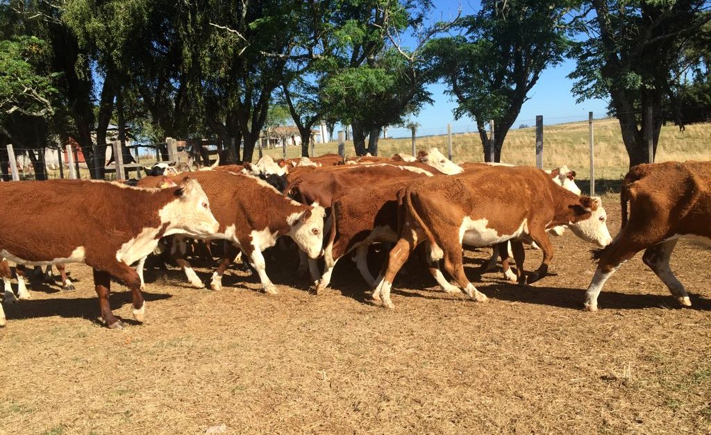 PEDRO IBÁÑEZ DESTACÓ EL RESULTADO DEL PRIMER REMATE DE GANADO TELEVISADO
