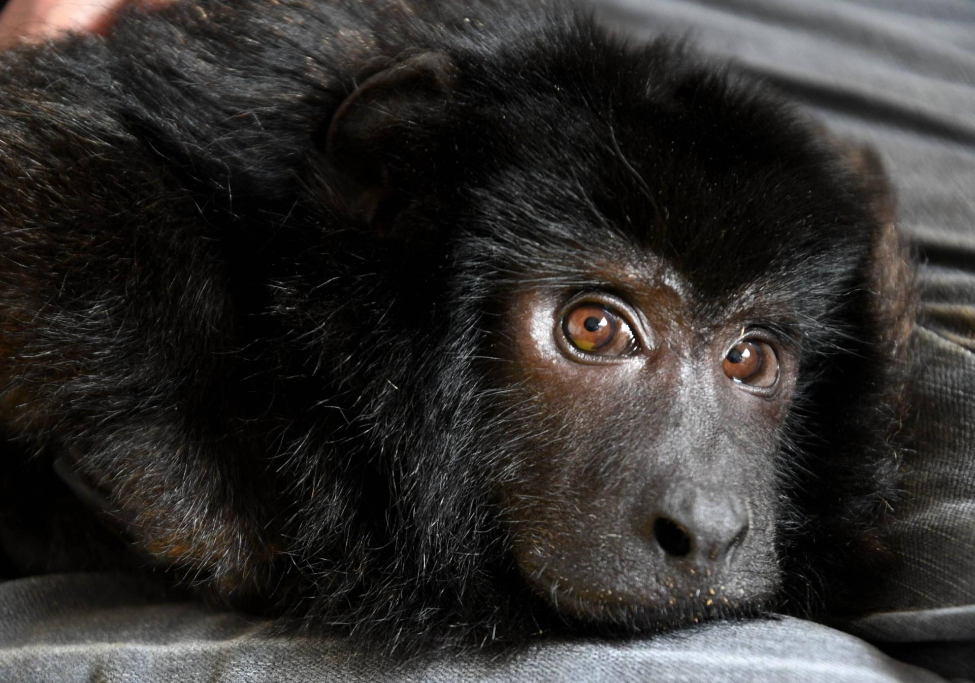 BUSCAN DESALENTAR EL "MASCOTISMO"