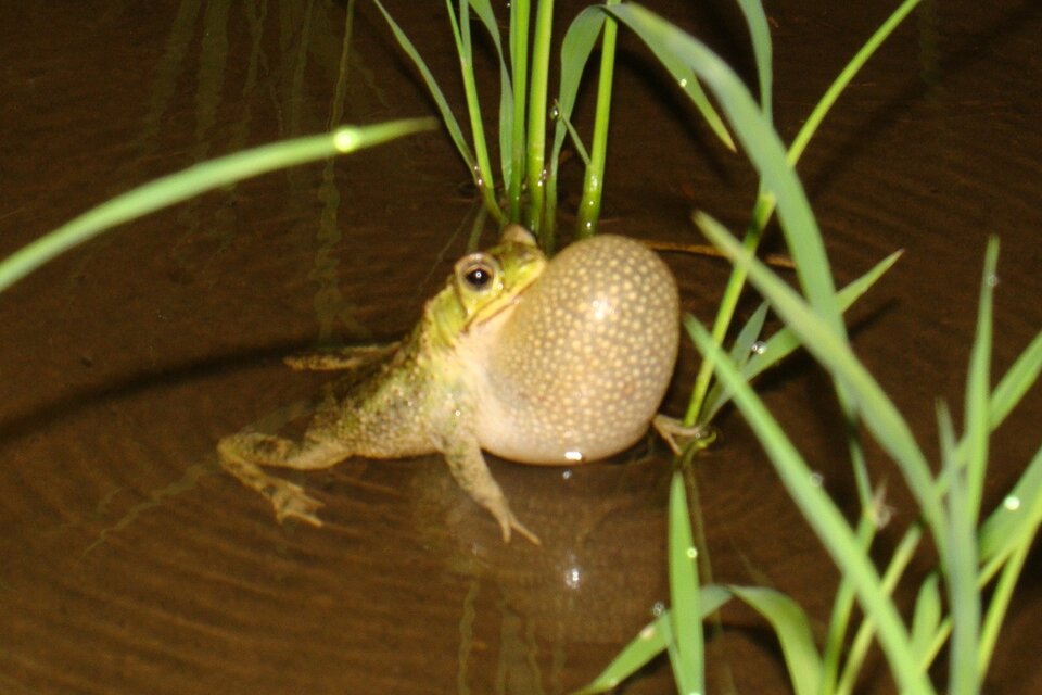 ADVIERTEN SOBRE EL IMPACTO DE AGROTÓXICOS EN ANFIBIOS
